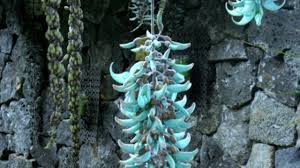 Evolvulus glomeratus 'hawaiian blue eyes' back to previous page. Plant Of The Month Blue Flowering Plants West Hawaii Today