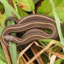 Shorthead jartiyer yılanı genellikle eski tarlalarda ve çayırlarda bulunur, ancak bazen ormanlık alanlarda da bulunabilir. Pdf Shorthead Garter Snake Thanmophis Brachystoma