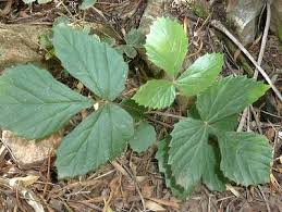 Image result for Rhoicissus tridentata