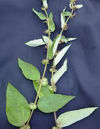 Image result for Triumfetta pilosa