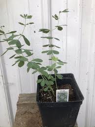 Image result for Indigofera cylindracea