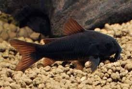 Venezuela Black Cory Welse Fische