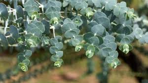 Image result for Eucalyptus