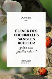 Comment inciter les coccinelles à rester ? Coccinelle Potager Bio Jardinecologique Jardinage Jardins Jardin Potager