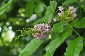 Image result for Millettia pinnata