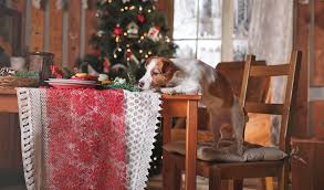 Try these traditional christmas dinner ideas and recipes and enjoy your favorite main dishes for the holidays, at food.com. 18 Best Homemade Dogs Christmas Dinner Ideas For This Holiday