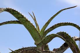 Image result for Aloe suffulta