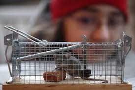 Hiver glacial, souris envahissantes