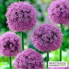 Gladiator Allium Allium Flowers Bulb Flowers Planting Bulbs