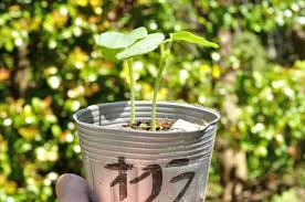 オクラの育て方 花も実も楽しめるオクラ栽培は夏の家庭菜園で多収穫 家庭菜園の仲達と家庭野菜宣言