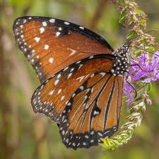 Image result for Lythrum rotundifolium