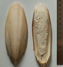 Doctorex Org Nbspthis Website Is For Sale Nbspdoctorex Resources And Information Cuttlefish Fish