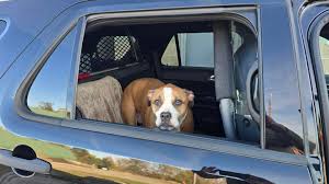 This sweet pup was found on...