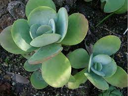 Kalanchoe Thyrsiflora Paddle Plant World Of Succulents Paddle Plant Plants Succulents
