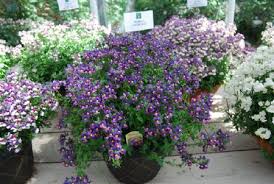 Image result for Nemesia lilacina