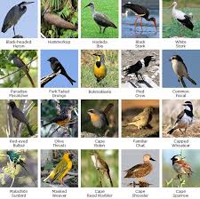 Garden Small Birds Of South Africa Western Cape Winelands South African Birds Western Cape Cape