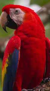 Burung ini identik dengan jambul kuning di bagian. Burung Kakak Tua Steemit