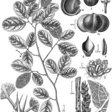 Image result for Cephalocroton mollis
