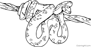 This boa snake coloring page is the most beautiful among all coloring sheets. Boa Constrictor Wrapped Around A Branch Coloring Page Coloringall