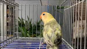 We did not find results for: Beauty Of Parblue Pied Lovebird Agapornis Youtube