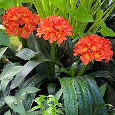 Image result for clivia