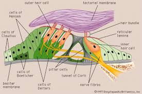 There are about 30,000 of these cells in the human spiral ganglion, and the vast majority of these make contact with a single inner hair cell, and each inner hair cell contacts between 10 and 20 primary afferent auditory nerve fibers. Human Ear Organ Of Corti Britannica
