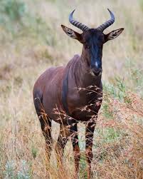 Pin On Exotic Animals