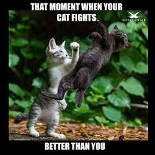 Google Cat Martial Arts And You Ll See Sick Meme Funny Cats Feeling Sick