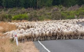 Image result for sheep