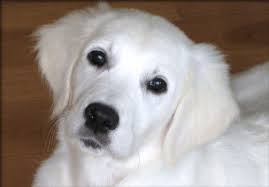 Willowbrook Goldens Breeders Of European Creme White Golden Retrievers Golden Retriever Golden Retriever White Retriever