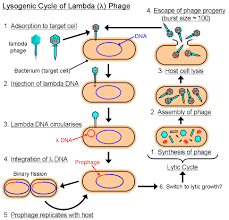 The lambda phage) that integrate into the host dna. More Bacteriophages