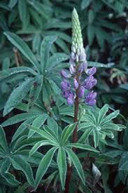 Image result for Lupinus mexicanus
