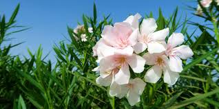 Comment cultiver un laurier rose ? Laurier Rose Plantation Culture Entretien Et Floraison