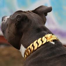 The Kilo Gold Dog Collar Dog Collar Big Dog Collars