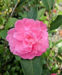 Camellia X Autumn Spirit Camellia Flowers Plants