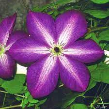 Хотите купить саженцы клематиса гибридного веноза виолацеа (clematis venosa violacea)?зайдите на. Clematis Venosa Violacea Clematis Viticella Venosa Violacea Kletterpflanzen Fur Rankhilfen Garten Schluter