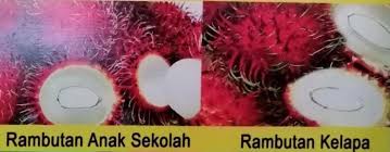 R 191 terkenal dengan nama 'rong rien' atau 'anak sekolah'. Mimichee Shop Anak Pokok Rambutan Kelapa R167 Facebook