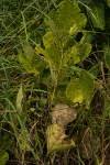 Image result for Neorautanenia ficifolia