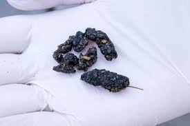 Rattenkot erkennen - Größe, Aussehen und Geruch - Gartenrat.de