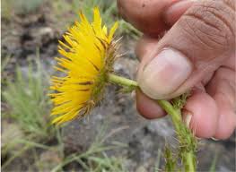 Image result for Berkheya setifera