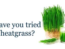 We look at wheatgrass for cats and answers questions including can cats eat wheatgrass?, is wheatgrass good for cats wheatgrass is also grown as graze for livestock, and wild animals like antelope and deer enjoy noshing on it as well. This Is What Happens To Your Body When You Drink Wheatgrass Every Day