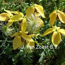 They're very popular in gardens with stunning large flowers. Last Dance Clematis Tangutica Last Dance Online Kaufen