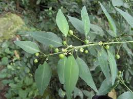 Image result for Clutia