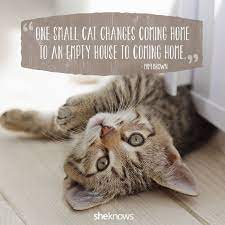 Cat Love Quotes Images Anazhthsh Google Cat Love Quotes Cat Quotes Crazy Cats