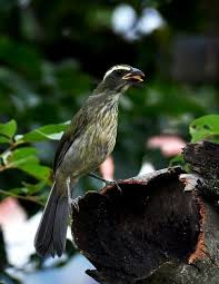 Canto De Trinca Ferro Bom Dia Seu Chico Com Boi Foto Trinca Ferro Verdadeiro Saltator Similis Por Elisa Torricelli Passaros Brasileiros Passaros Silvestres Passaros Exoticos