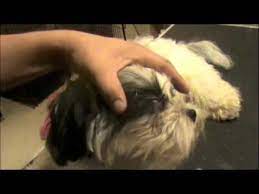 Usually people want to know whether the accumulation of mucus at the corners of their dog's eyes is a sign of a medical problem. How To Groom Eye Boogers Youtube