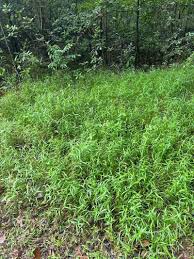 Image result for Microstegium