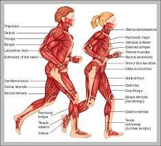 This course teaches you about muscle tissues and types of muscles we have in our bodies. Body Muscle Diagram And Names Learn Muscle Names And How To Memorize Them Weight Training Guide Human Muscle Anatomy Muscle Names Muscle Anatomy