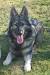 Long Haired Sable German Shepherd Puppy