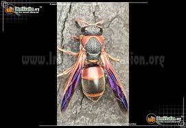 When you're a small bug in a big world, you'll use every trick in the book to avoid being eaten. Red And Black Mason Wasp Pachodynerus Erynnis